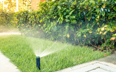 How to Keep Your Lawn Healthy During a Drought